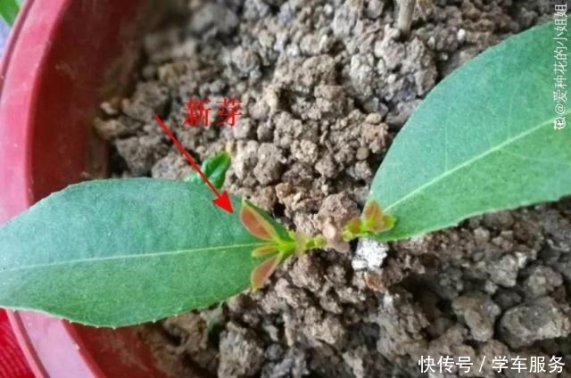 3种花,就得趁现在扦插,再晚就不生根了!3种花,就得趁现在扦插,再晚就不生根了!