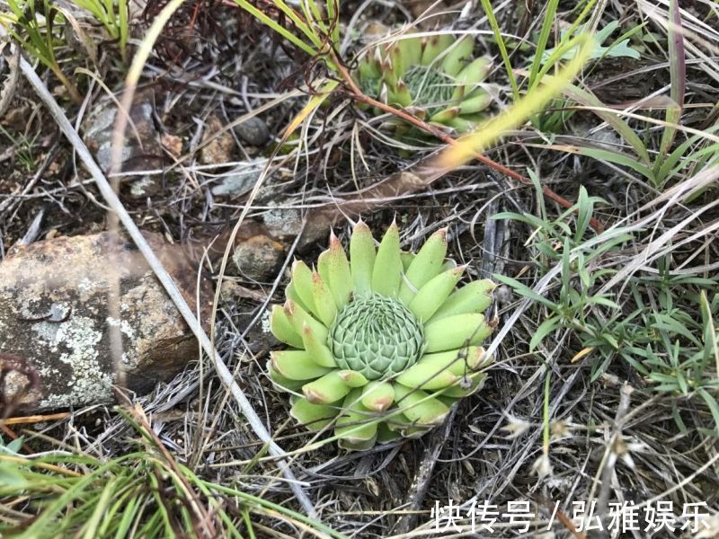 养多肉,要“贱养”,栽进沙子里,不吃不喝,美美的状态养出来