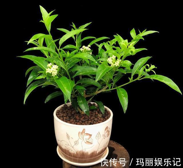 绿植|室内养殖花草，该注意哪些？挑选什么品种合适？