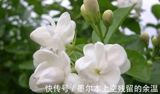 1月,阳台就养“4种花”,越热花开越多,30天养成“小花园”!