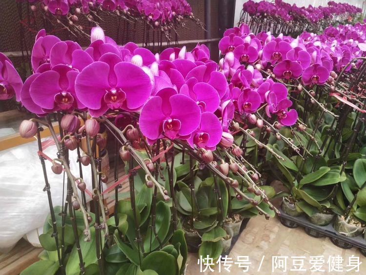 花香|养这几款花,花开媲美玫瑰,开花勤爱爆盆,满屋子都是花香