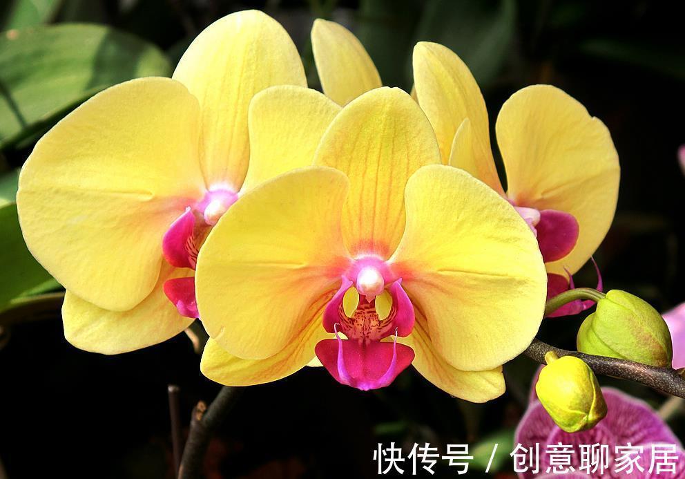 桂花|6种“黄金花”，秋天最好养，客厅摆一排，财气满满花爆棚