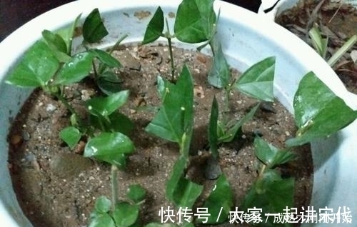 4种漂亮花，不用花钱买，跟邻居要个枝插土里，生根快成活率高！