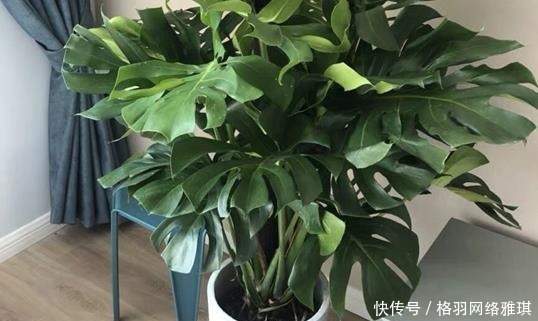 茶水|什么残茶水、蚯蚓粪都不如它,往盆里埋10滴,叶子油亮开花旺!