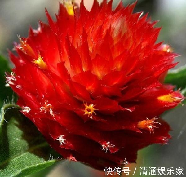 客厅|客厅养盆“千日红”,花朵鲜艳、不“凋零”,一养就是几十年