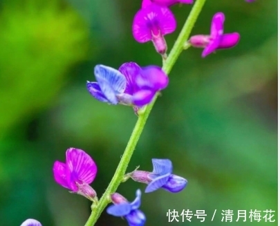 同一枝条上开出不同颜色的花，似蝴蝶花间飞舞，请重视