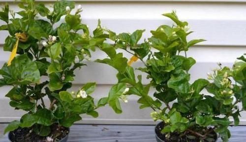 盆栽茉莉叶子少、不开花怎么办?用上5个妙招,枝繁叶茂开花多