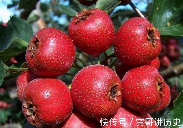 排毒|山楂和它一起泡,早上空腹喝一杯,能排毒减肥,缓解经期不适!