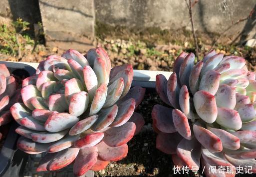 配土|多肉喜“酸”还是喜“碱”?一个配土“小原则”,多肉个个养的棒