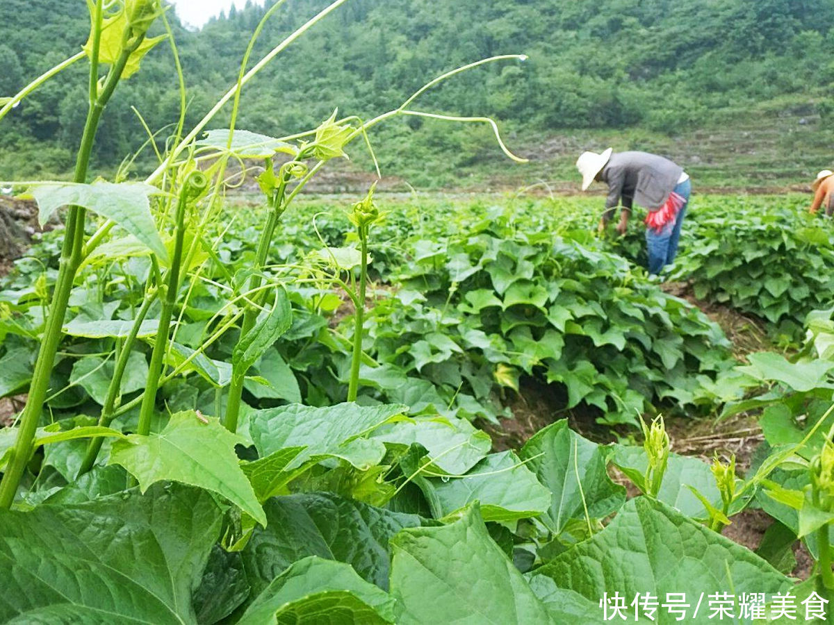 好吃|夏天，遇到这菜别错过，虽然价钱略贵，但却非常爽口好吃，值得了