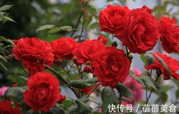 初冬月季养护,南北大不同,看看你做对了没