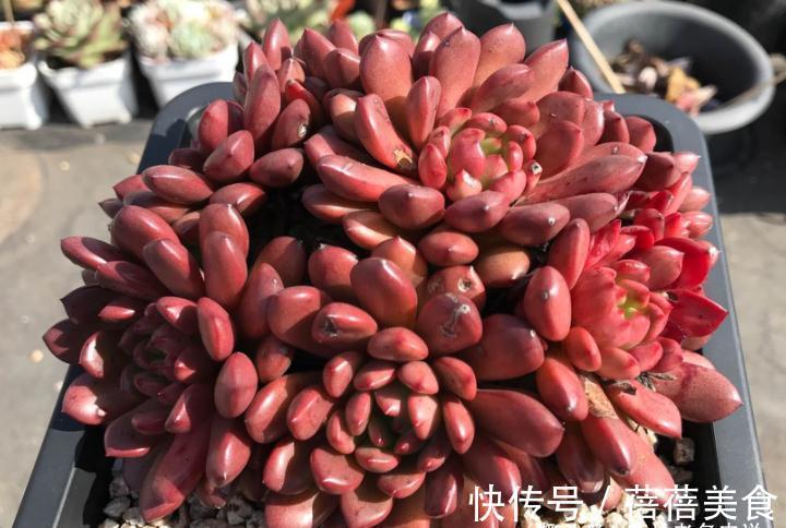 11月份买什么多肉好?当然要买这7款容易上色的多肉,服盆就变美