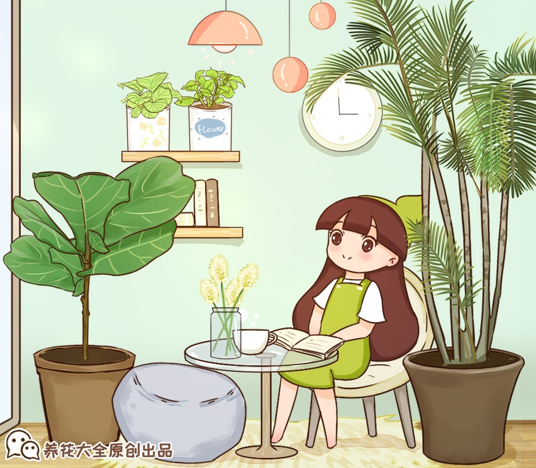 鸭掌木|15种大型绿植,净化空气除异味,摆客厅太气派!