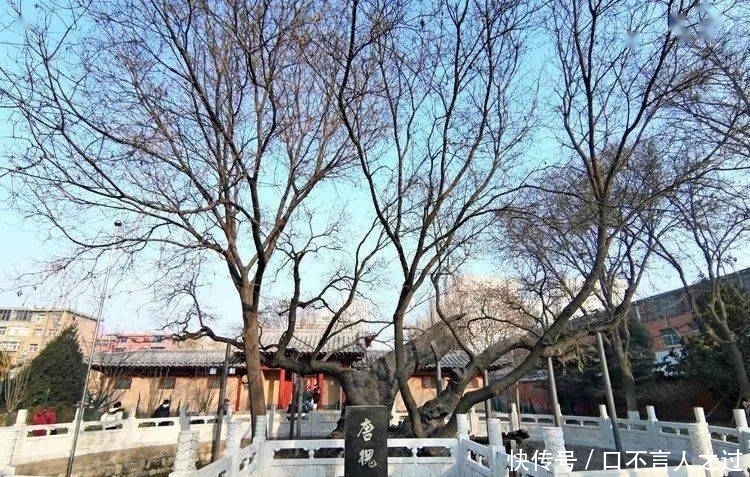 故里|看点丨狄仁杰故里