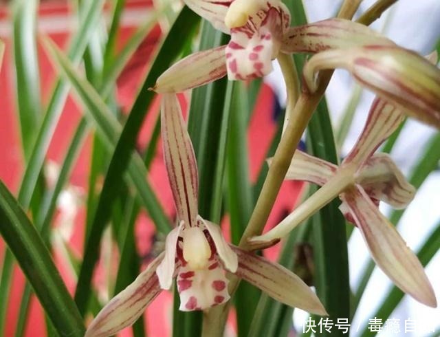 兰花容易出现软腐病做好这“4件事”,及时预防,才能株壮花美!