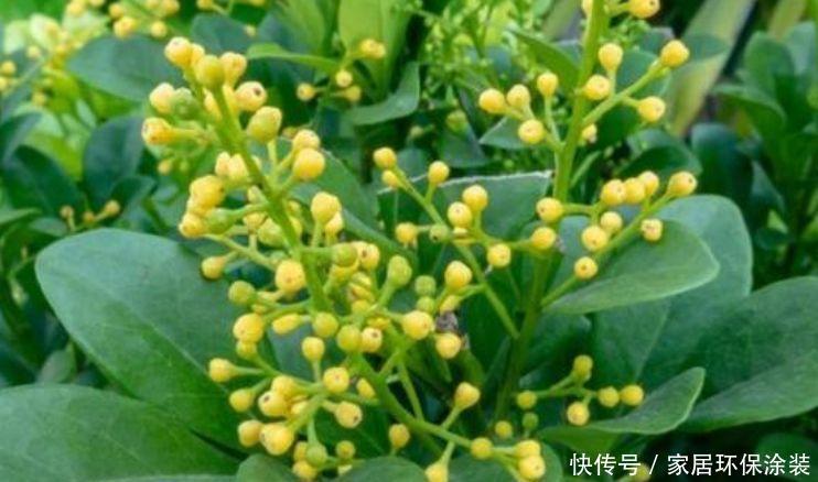 漂亮的4种花，比玫瑰好看，比绿萝好养，花香优雅，迷倒人！