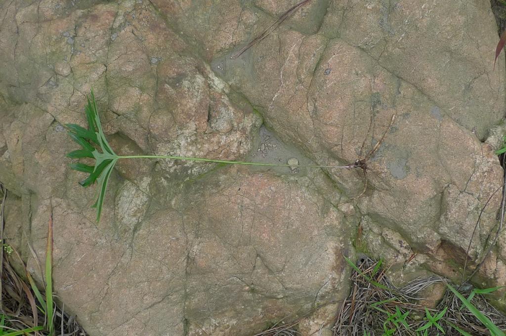 药用价值|农村一种似雨伞的野草，人称“一把伞”，老人却当做治腰痛良方