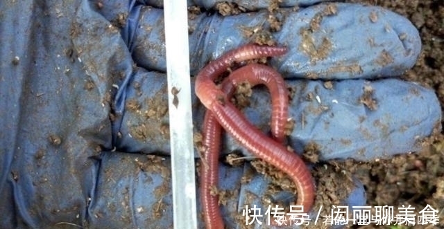 蚯蚓“万能”饵,只需按我说的用,不吹不黑,钓上的鲫鱼都很大
