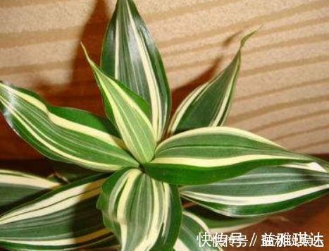 超哥|富贵竹越养越“黄”换种水“泡一泡”，叶片油亮蹿“1米”