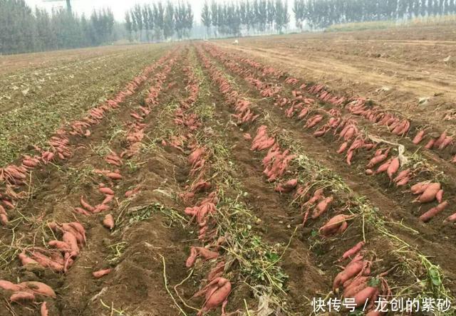 不烂不|保存红薯小技巧,学会1招,红薯放半年不烂不长芽,越放越甜