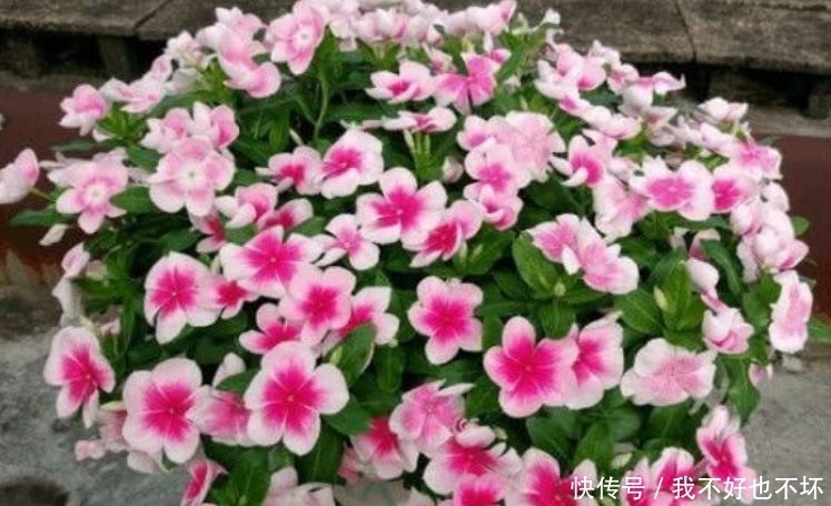 4种花好养又漂亮,一开就是200多天,一开花就停不下来