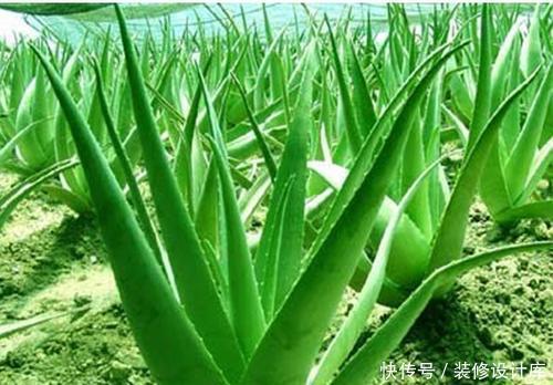 发财树|家里养5种植物,冬天一定要断水,一浇水就烂根,千万管住手!