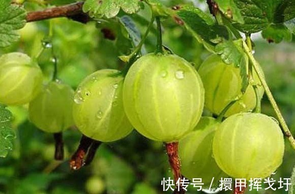 灯笼果|女性不想子宫衰老,每天吃几颗,皮肤细腻光滑,更显年轻!