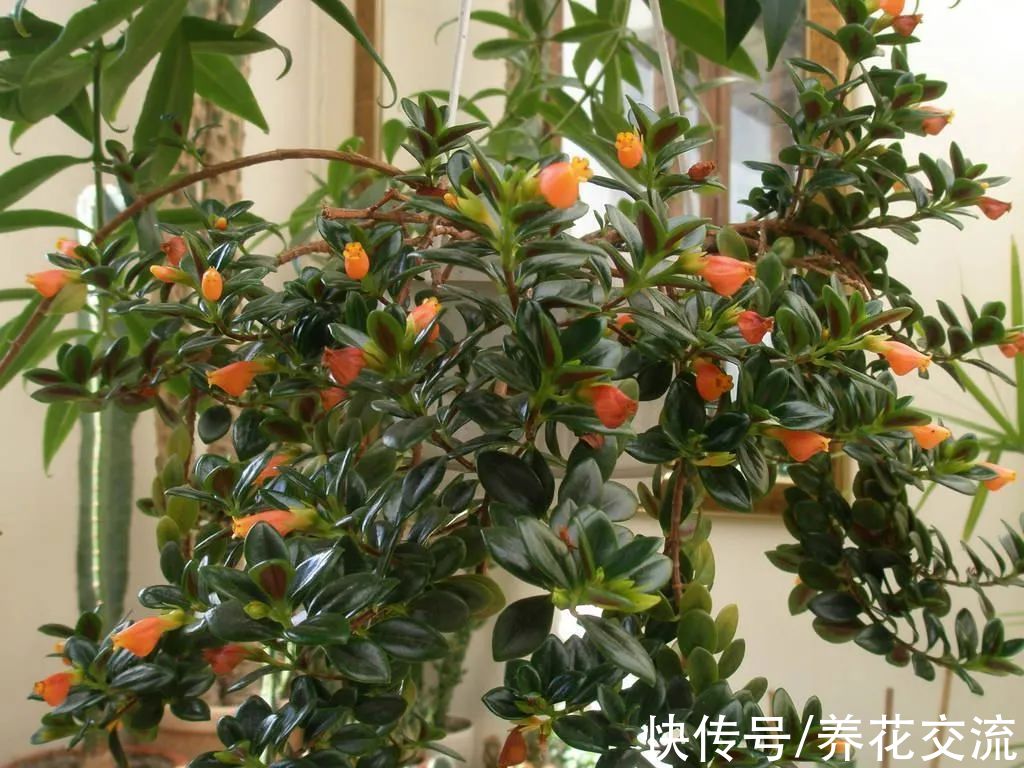 8种小众的垂盆花卉,小巧且可爱,朝东的窗台上可悬挂几盆