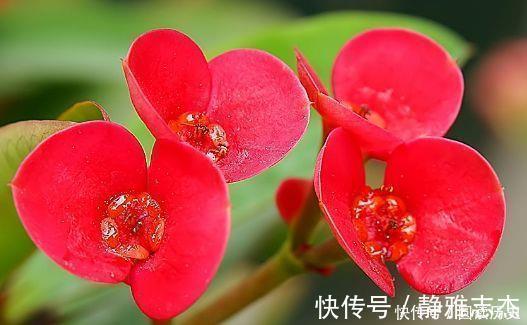 足底肥料|4种花号称贵族花，尊贵大气，开花时如梦如幻