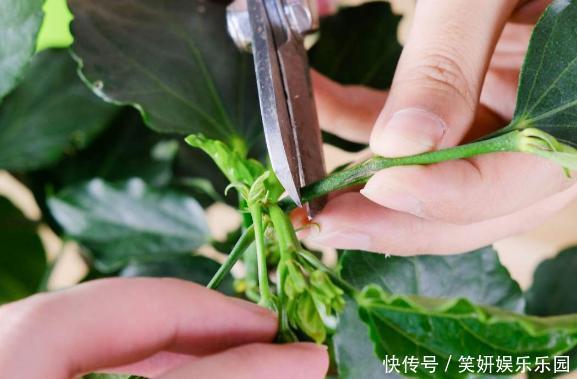 养花人,端正这几种心态,没有什么花养不好