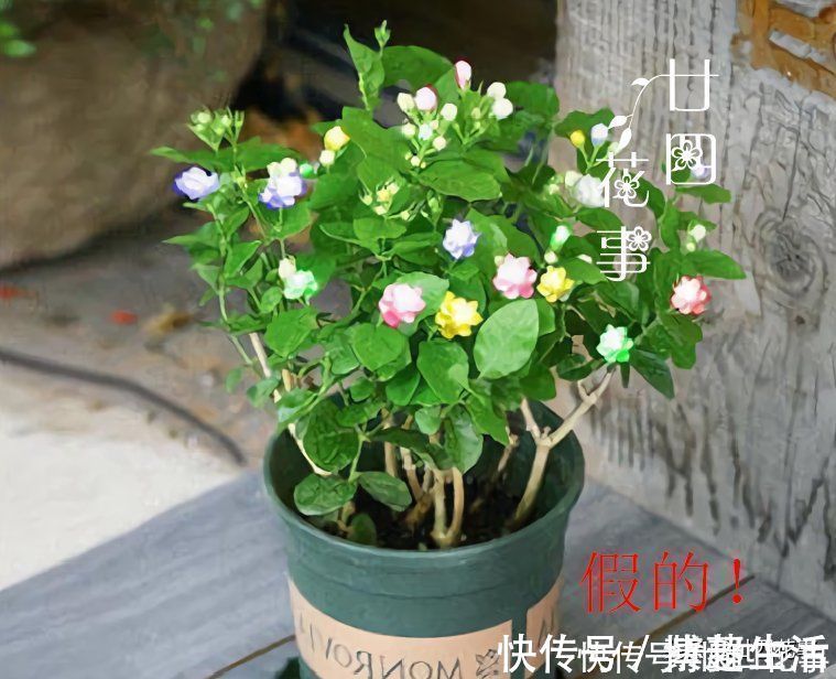花盆|花贩子不小心说漏嘴的秘密:4种花再漂亮也别买,买了只会添堵