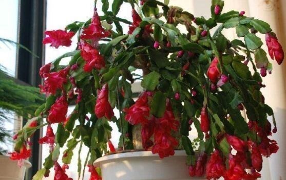 “1种玩意”不要扔,用来养花,扔盆就行,简单、好用,易爆盆!