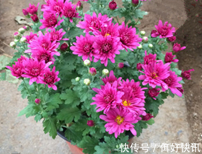 世界著名四大切花,花卉中的佼佼者,谁看见都想养,养一盆值了