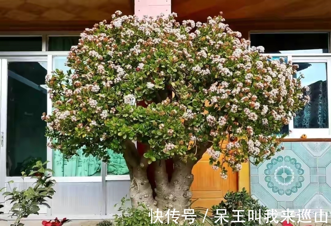 隔壁王大爷家养了18年的玉树又开花了！他说：要想玉树开花并不难