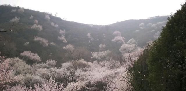 燕平八景白虎涧桃花杏花遍山野（新华社杨兆波报道）