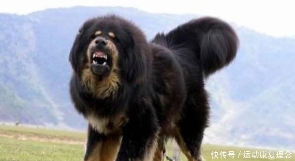 中国|中国民间流传最广的三种奇异动物,却没有人见过真身,只存在与传说中