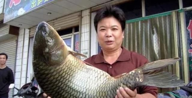 黄河鲤鱼|中国“四大鱼”之一,现在几乎没有人吃,为什么人们不吃呢