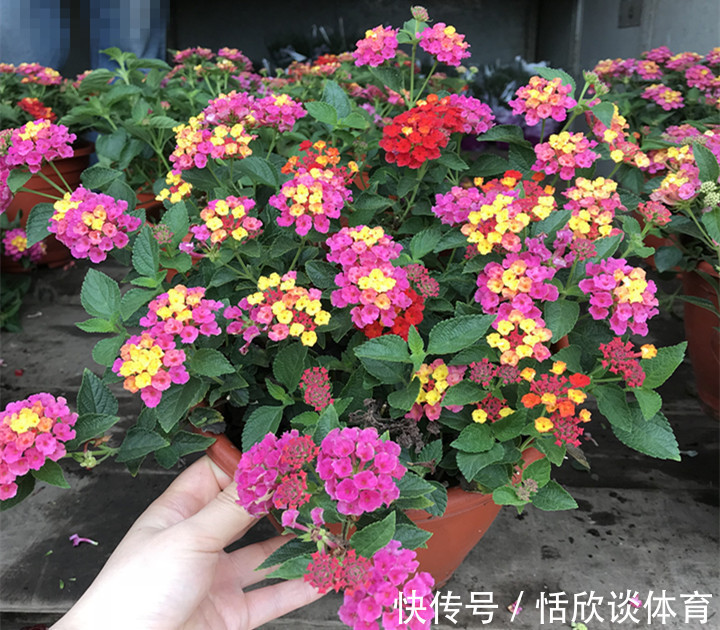 花开惊艳的8种“大毒花”，连叶片都带毒，家里若养着，光看别动