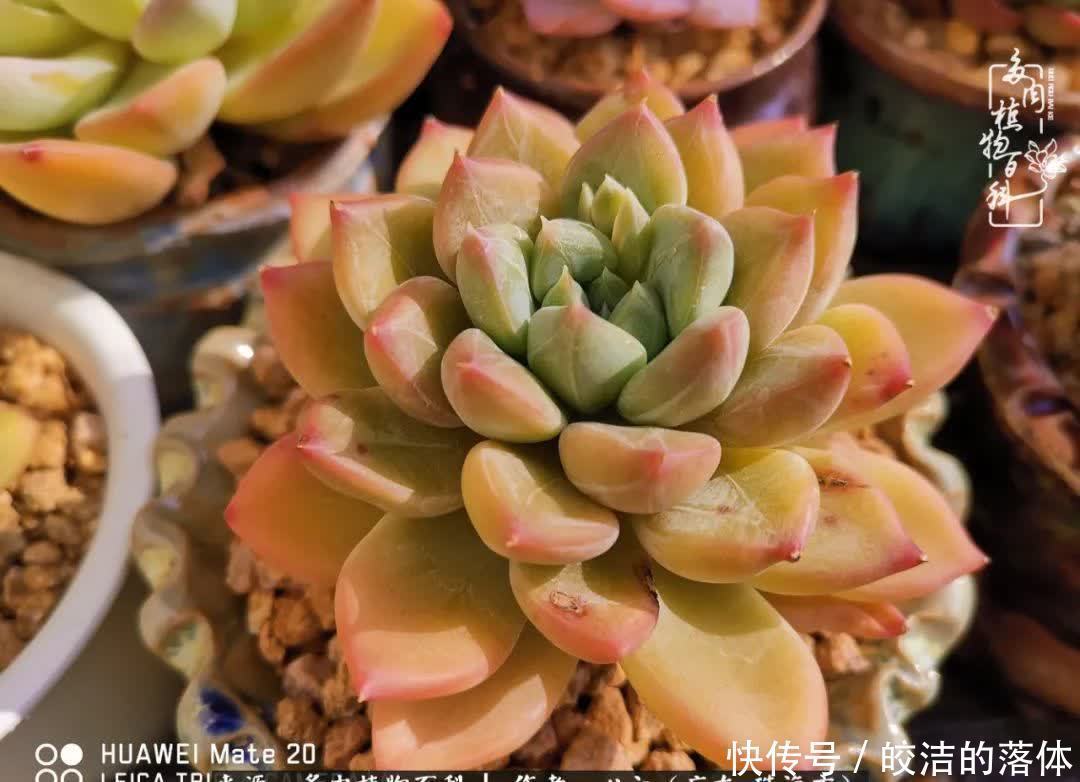 肉肉|与多肉的相遇,就是一场治愈之旅