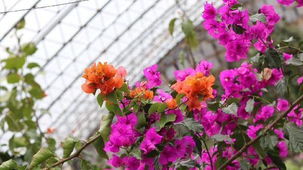 养三角梅,学4招,叶绿枝壮,花苞抢着冒,一次开成“花树”