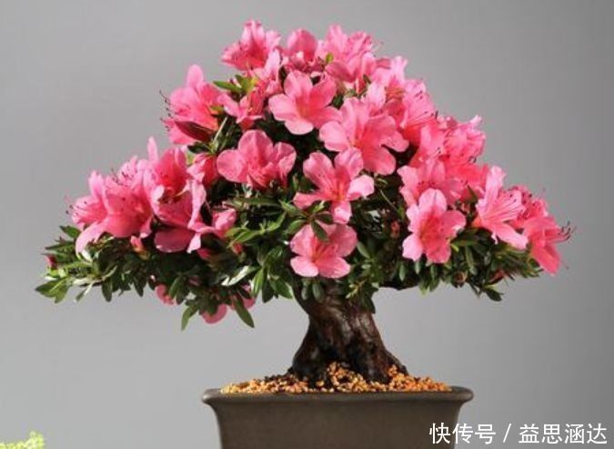 财运|几款艳美的花卉，花大色艳花期长，好运财运来，家中必备