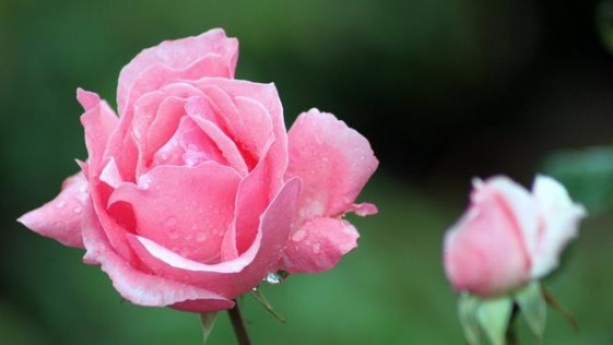 不会养花就养这4款“便宜花”,一年四季开花不断,花色多又艳