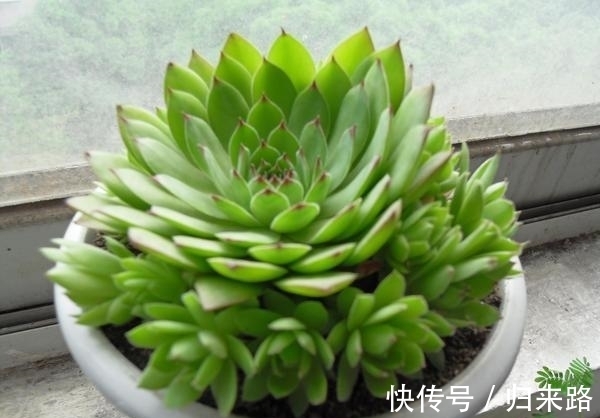 怕多肉冬季休眠该怎么办?盆栽这6样,耐寒好养,天冷不受影响