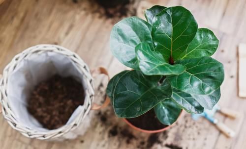 养花易出问题的地方真多！肥水土光，哪一个细节都不能遗漏