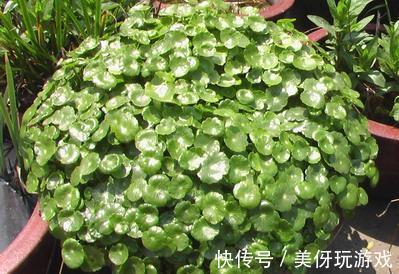 盆栽别花钱买了,就这几根铜钱草枝条,教你如何轻松就爆盆
