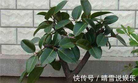 修剪|盆栽橡皮树，养护有诀窍，叶子亮的能发光，枝干粗壮，百搭盆栽