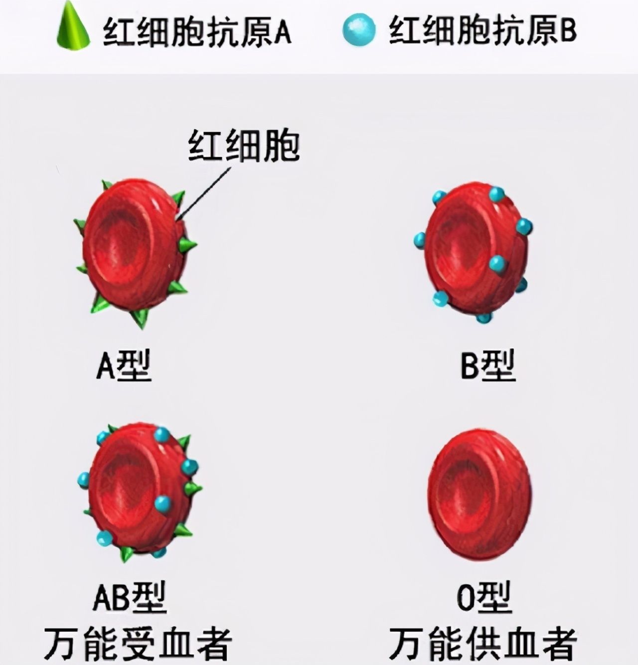 占优势|妈妈的血型会影响娃的智商吗？斯坦福大学研究：这个血型占优势