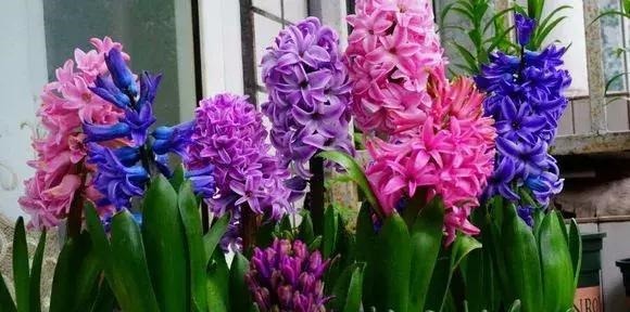 4种懒人“花”，漂亮花期长，耐阴又耐旱，好养易爆盆