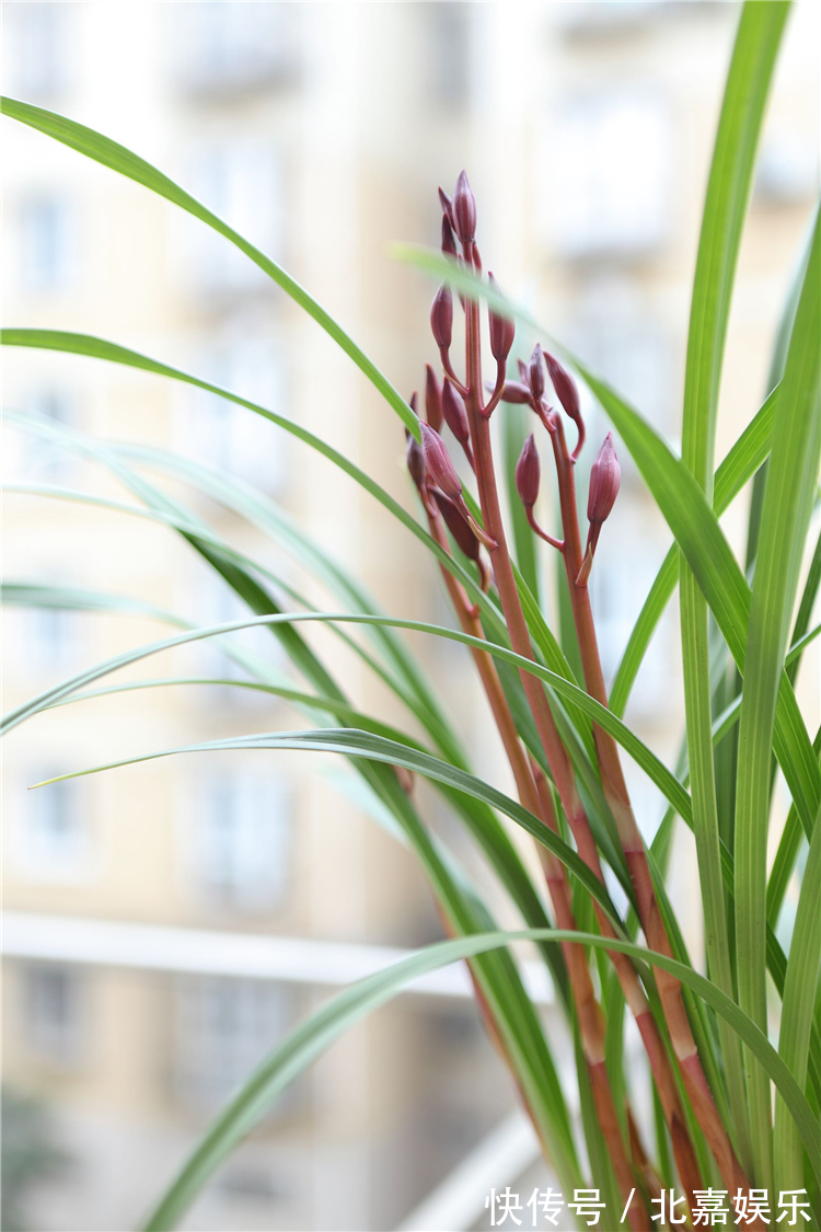 用“绿肥”养兰花,兰花新芽猛蹿,枝繁叶茂花娇俏!