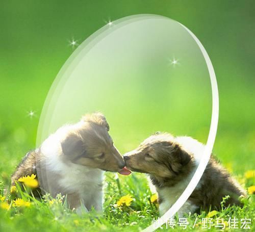 老花眼|据说近视的人老了不会患老花眼,近视和老花眼能相互抵消吗?